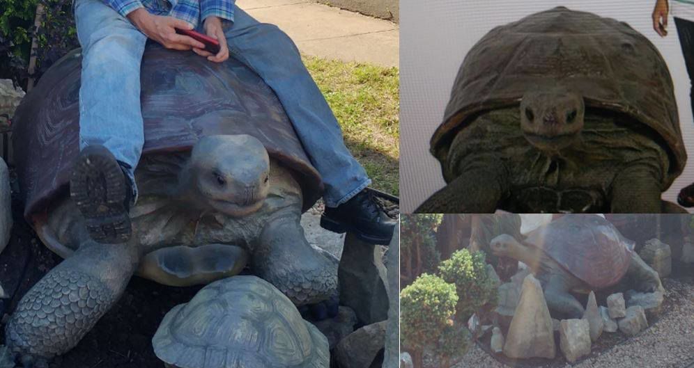 Stolen turtle statue 1-11-19